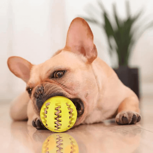 Lisayo Cleny - Effektive Zahnpflege und Spaß für Deinen Hund